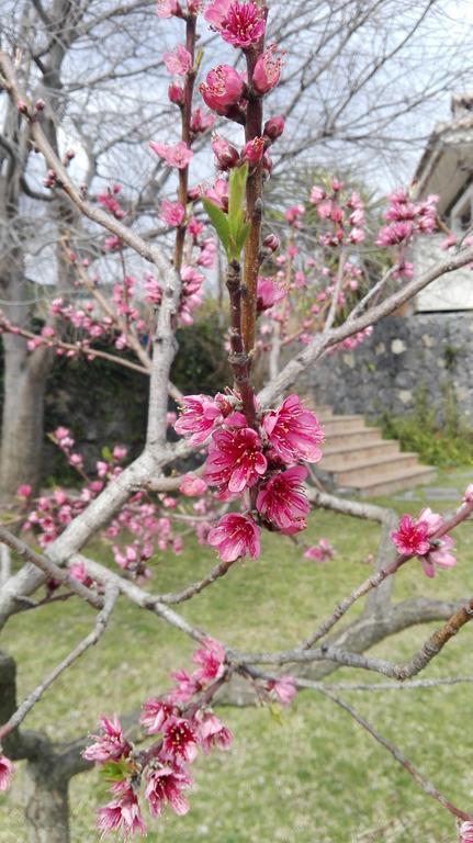 Viscalori House Bed and Breakfast Viagrande Εξωτερικό φωτογραφία